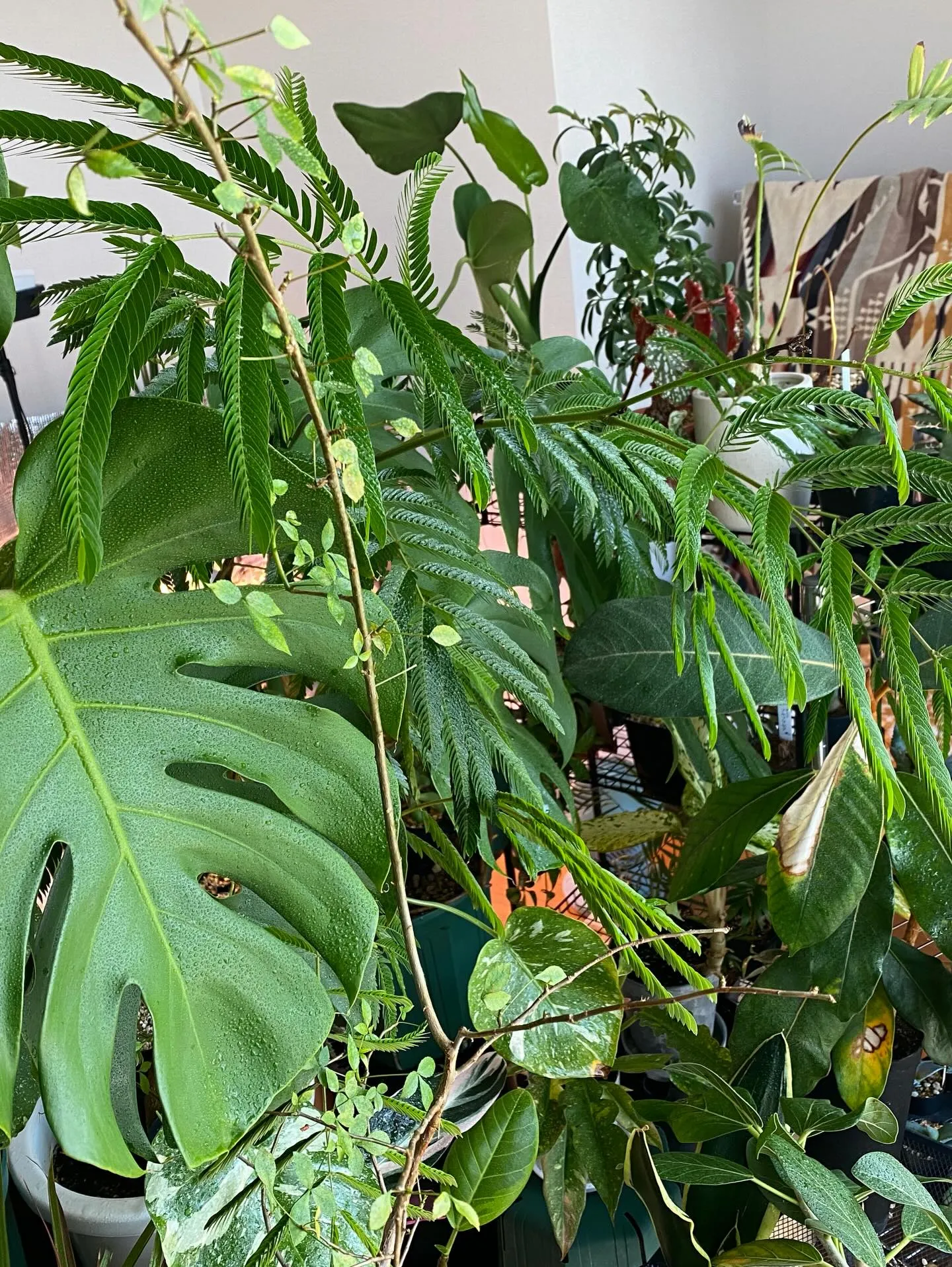 こんにちは、店主です。