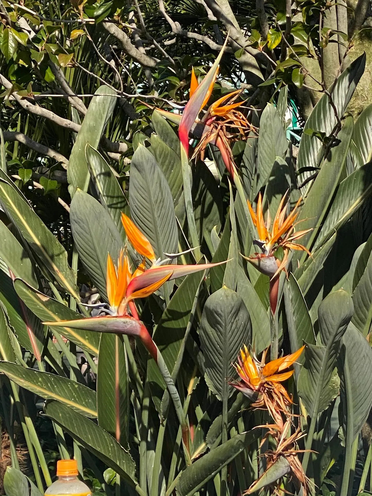 こんにちは、店主です。