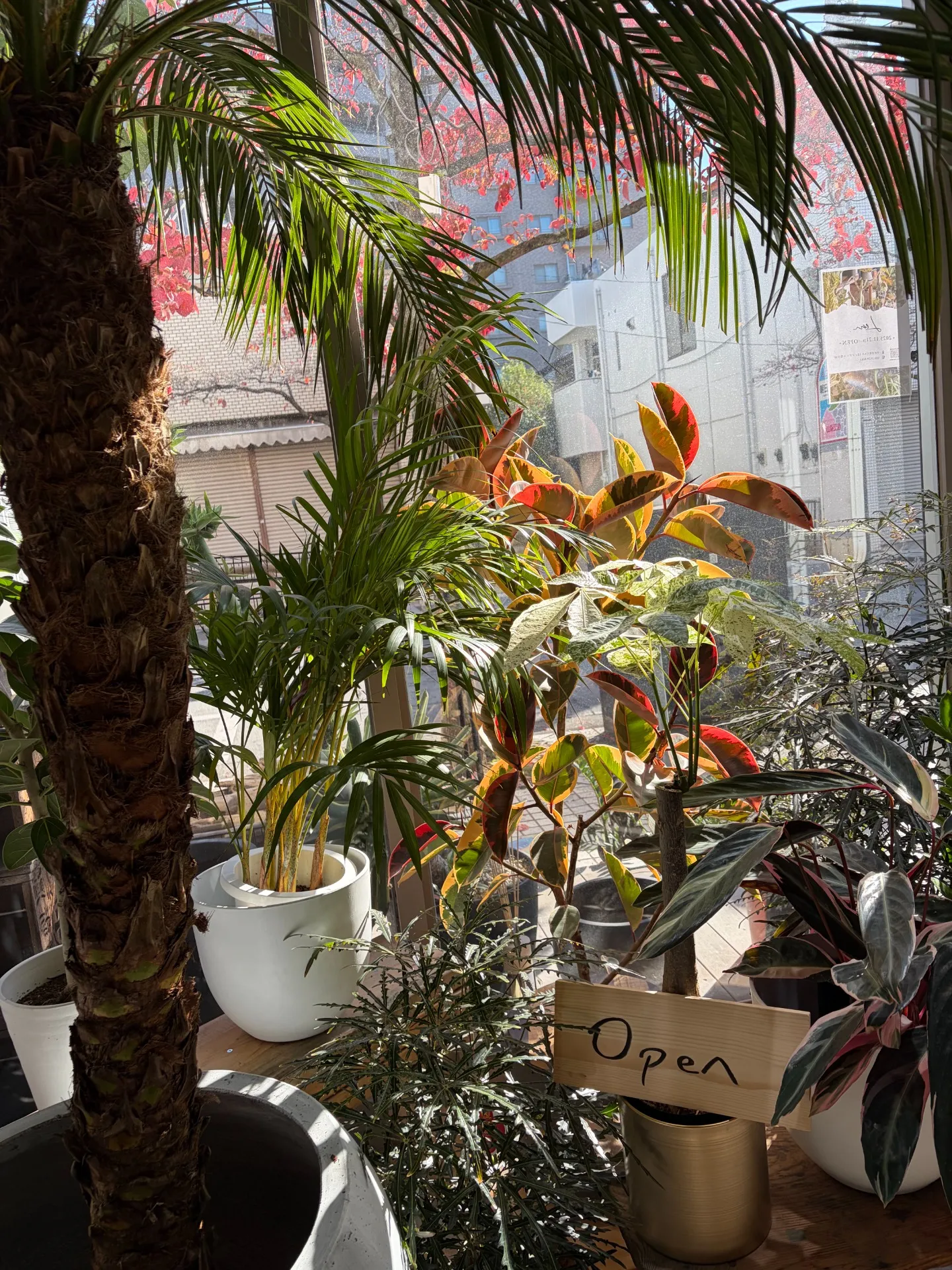 ギフトのご相談も〇｜観葉植物とガーデニングの専門店