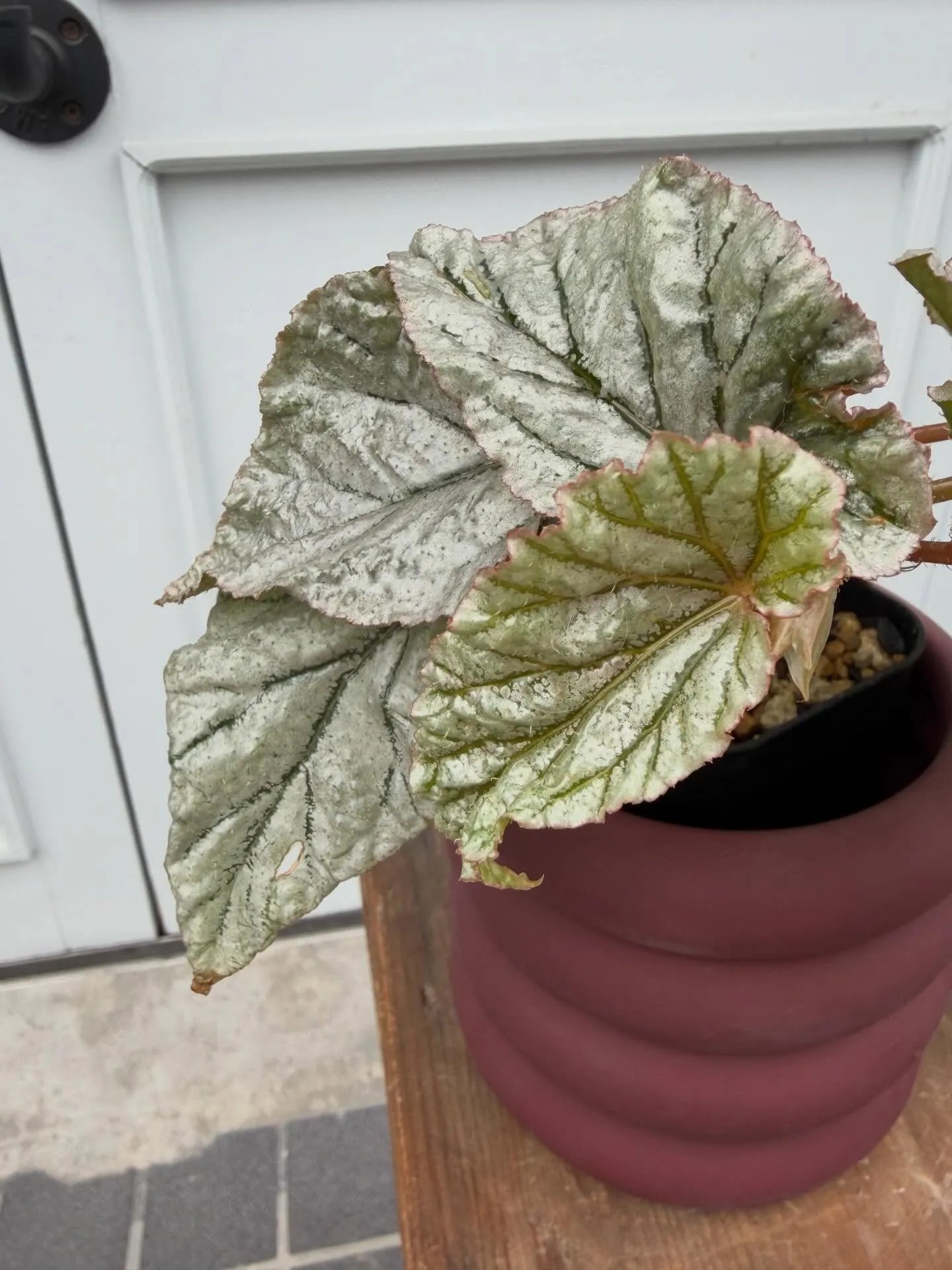 オススメ植物🪴ベゴニア🪴