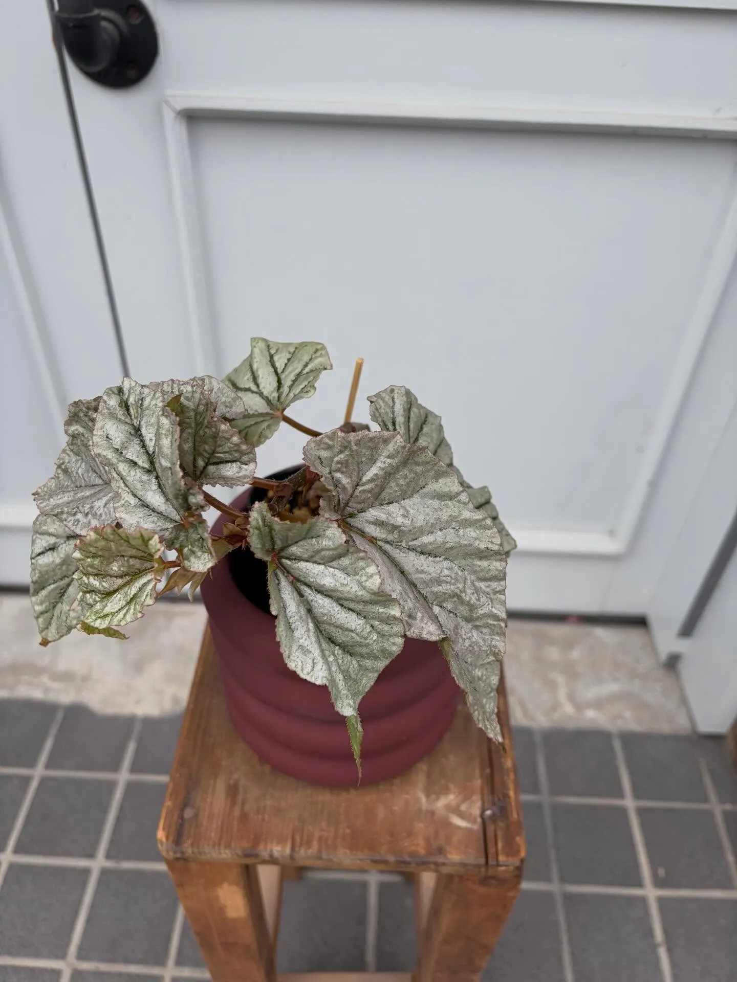 オススメ植物🪴ベゴニア🪴