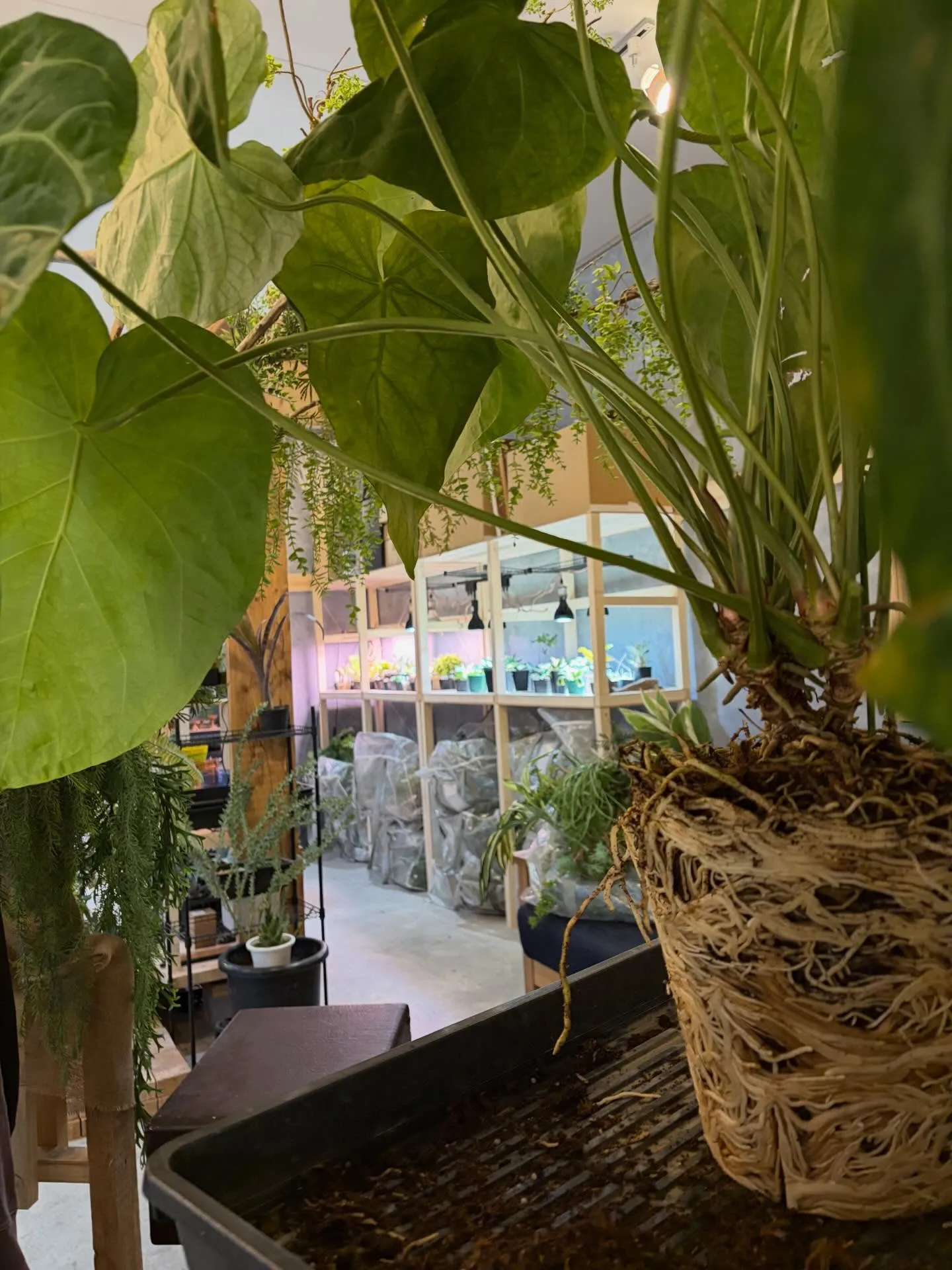 迷路のようだ根🌀