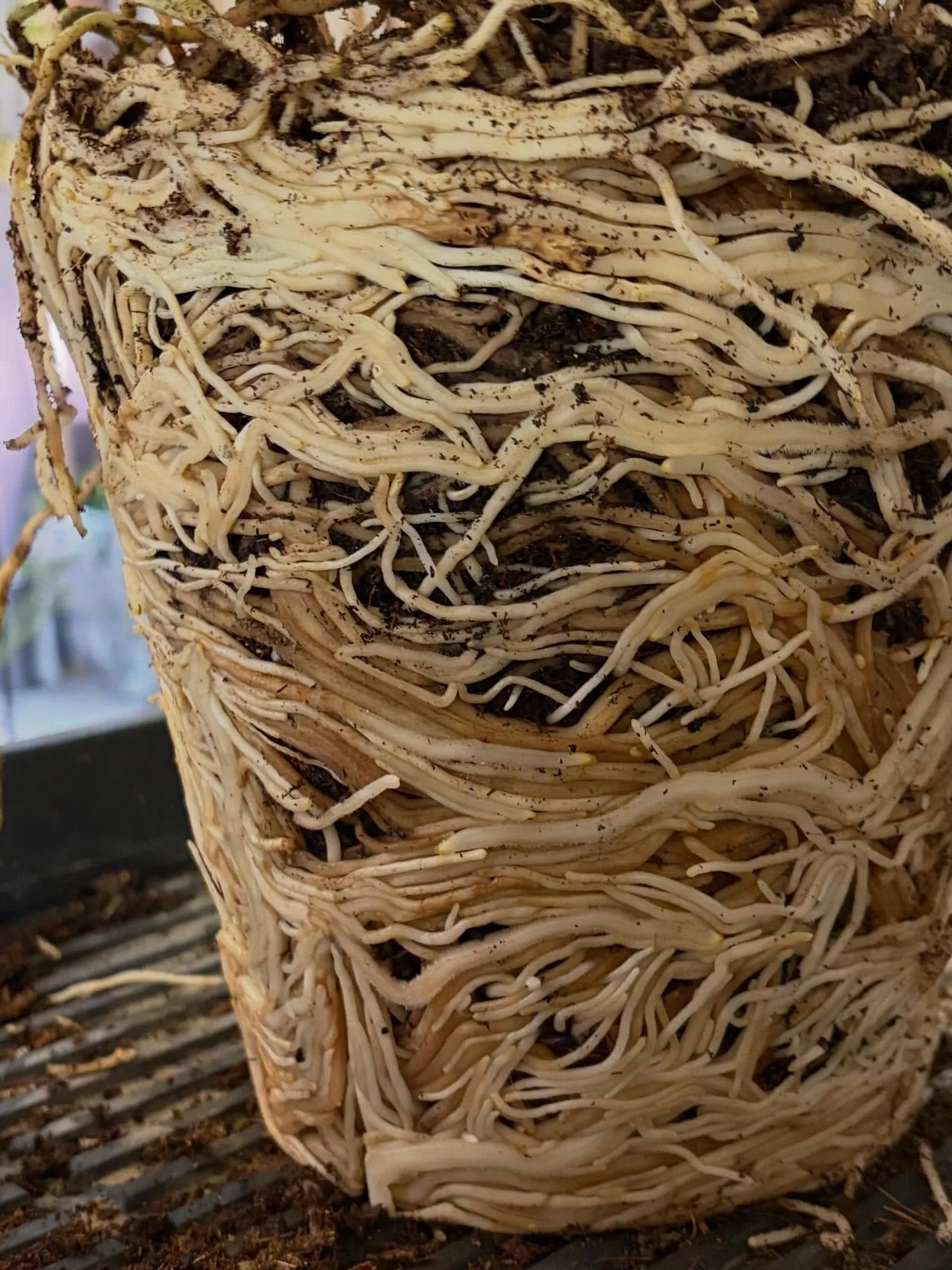 迷路のようだ根🌀