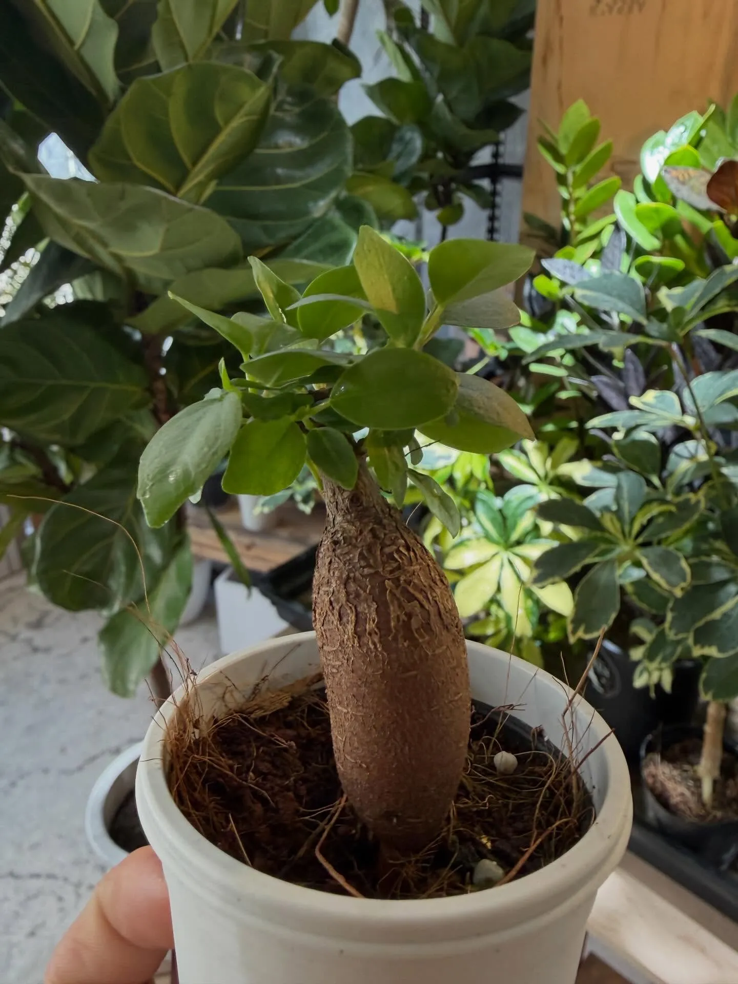 🪴ガジュマル育成日記2026.1.10🪴