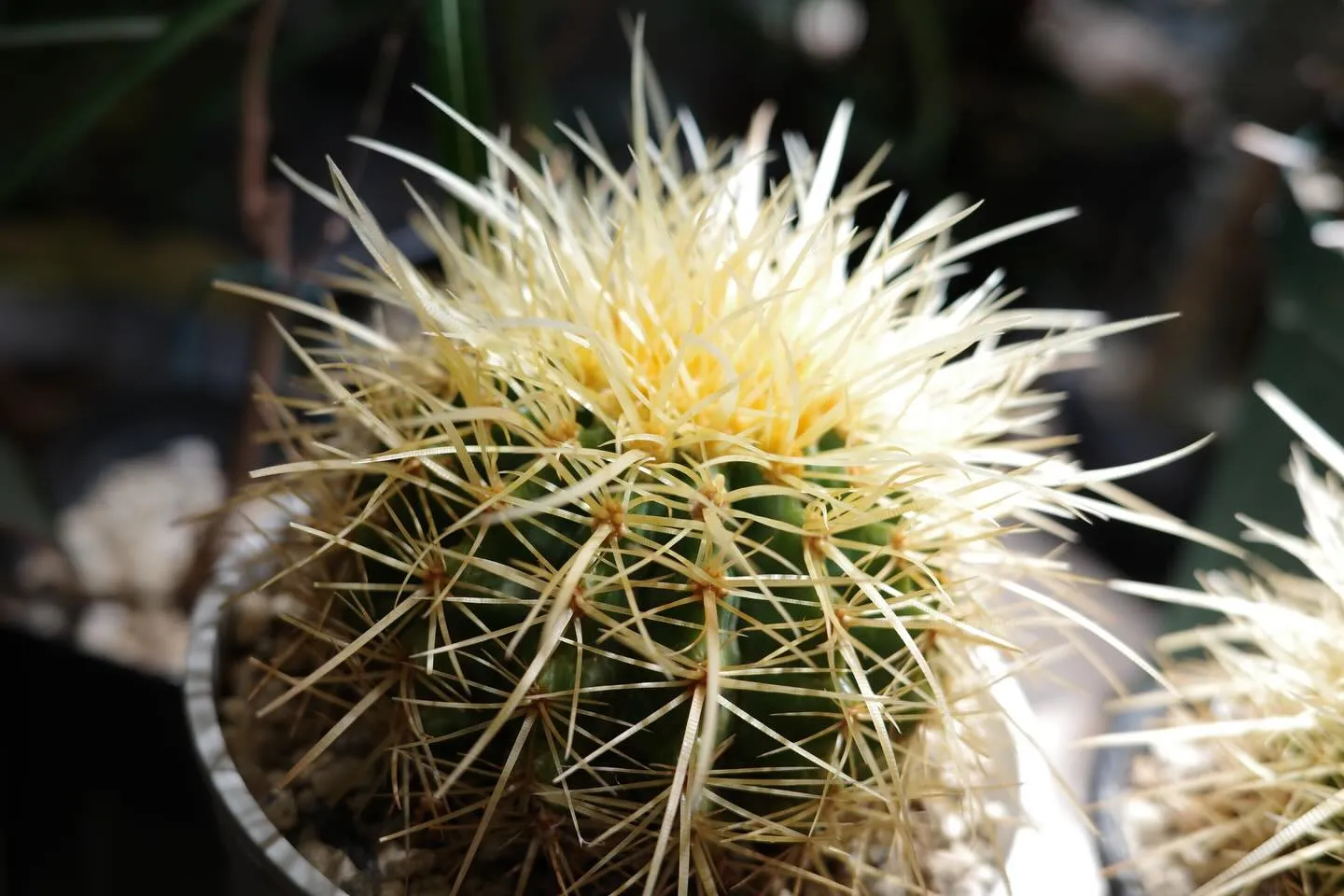 サボテンの魅力🌵