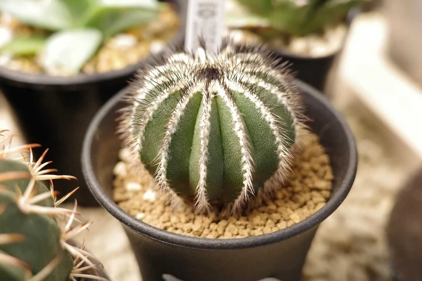 サボテンの魅力🌵