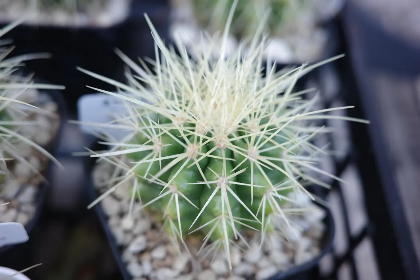 サボテンの魅力🌵