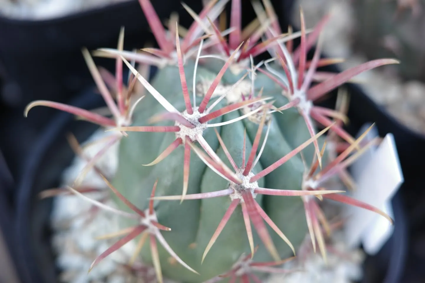 サボテンの魅力🌵
