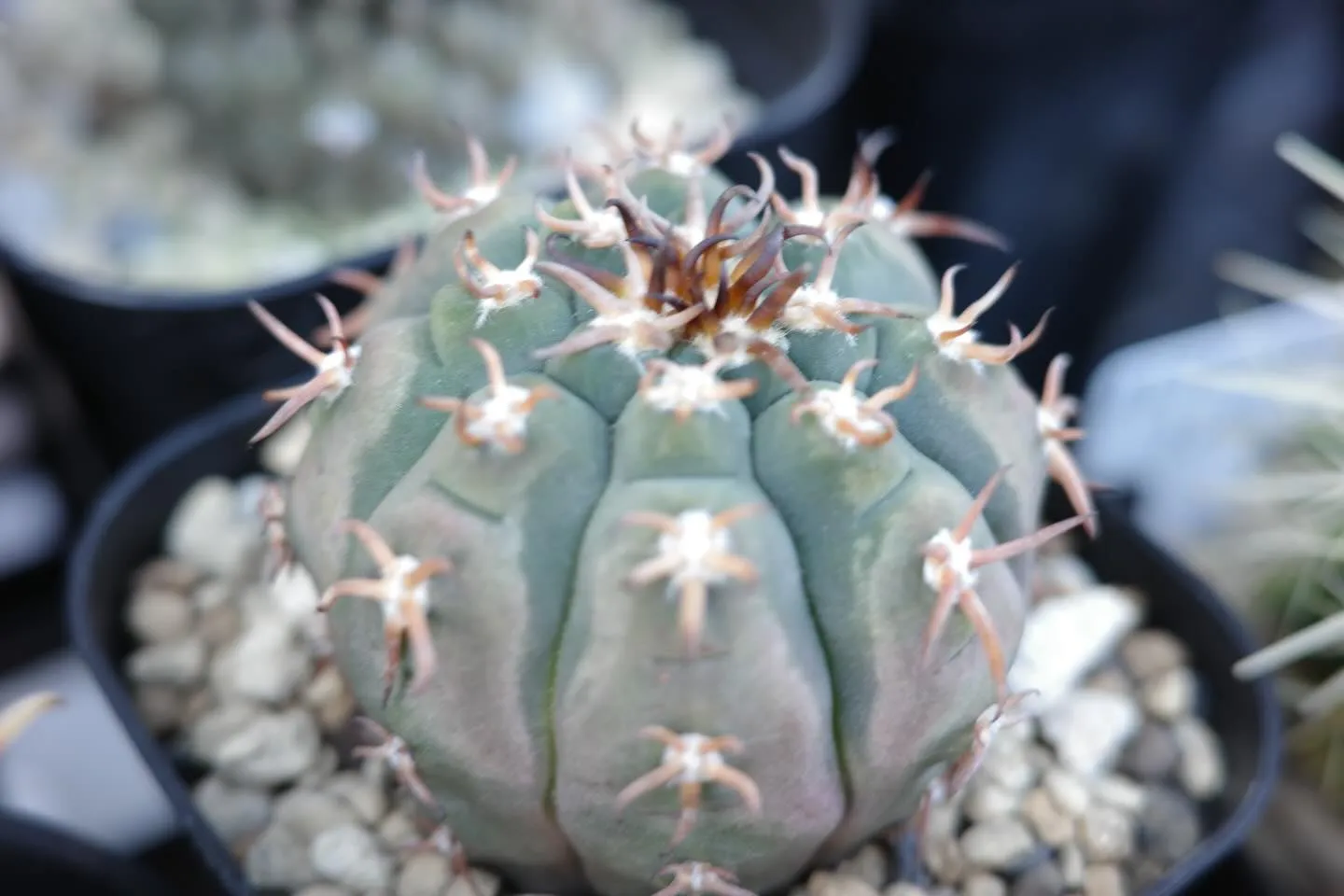 サボテンの魅力🌵