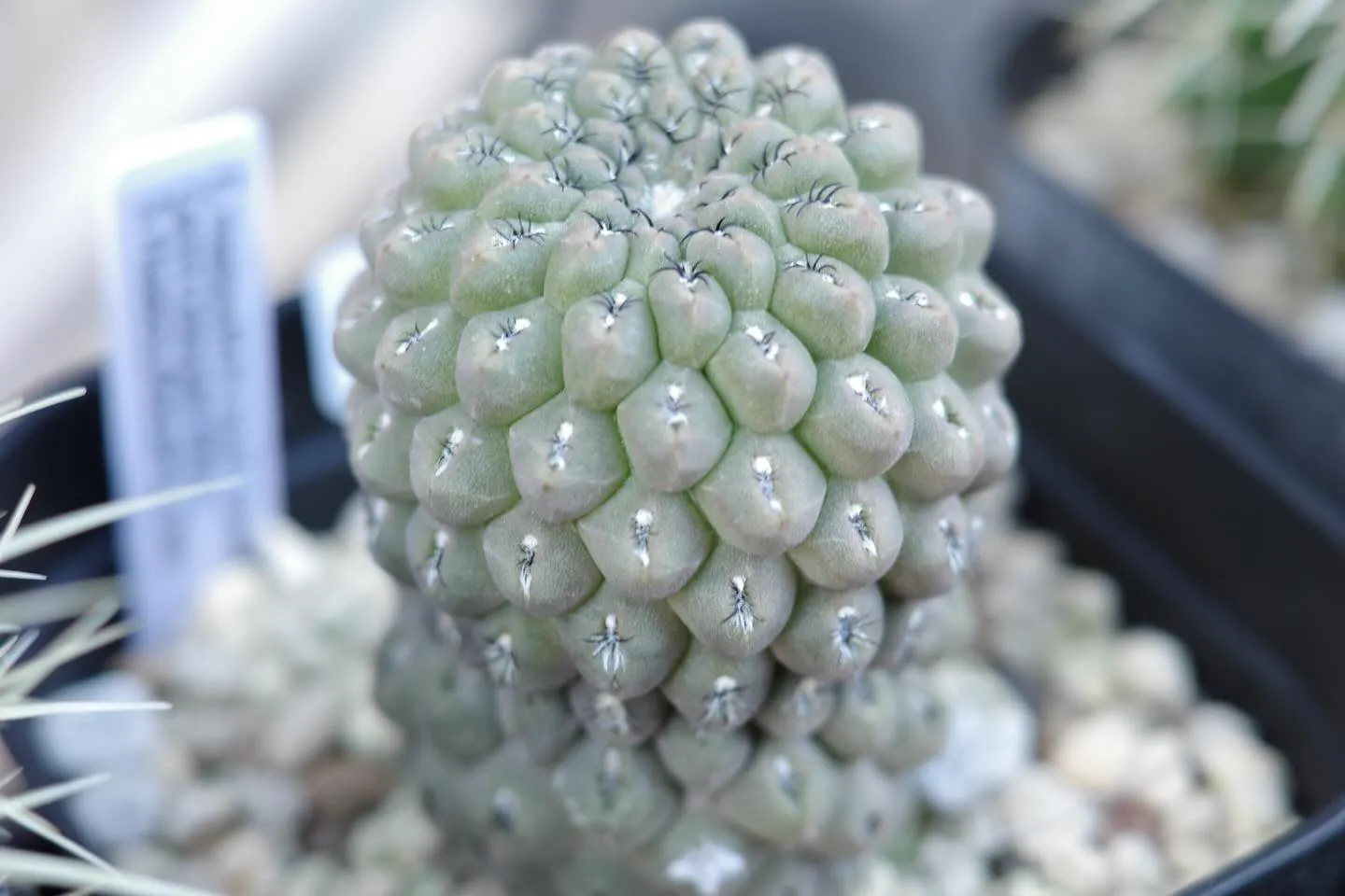 サボテンの魅力🌵