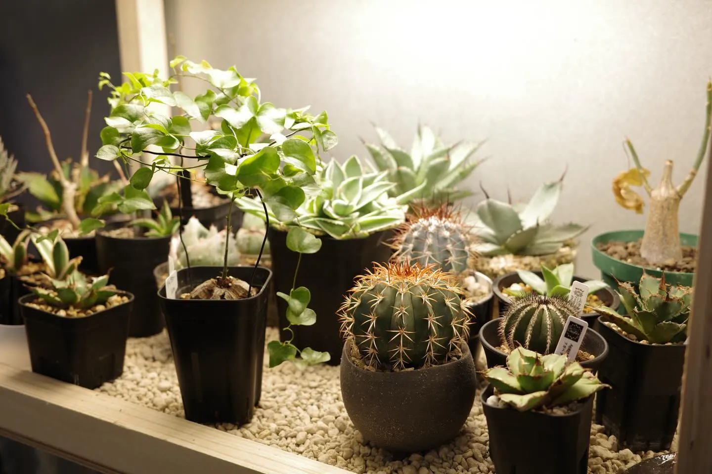 サボテンの魅力🌵