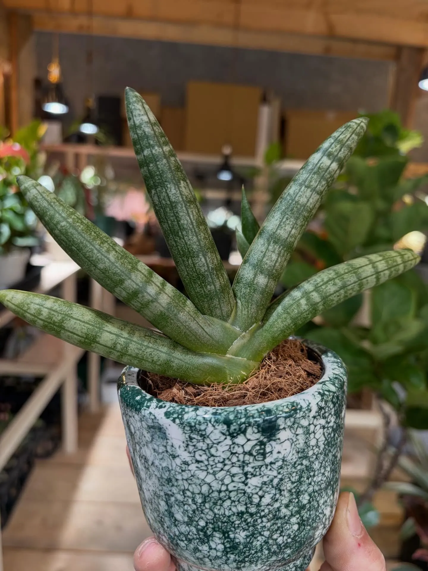 手🖐️みたいな植物