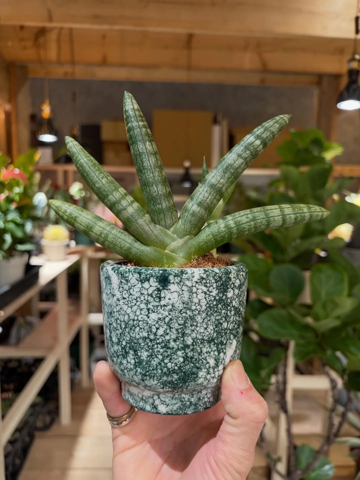 手🖐️みたいな植物