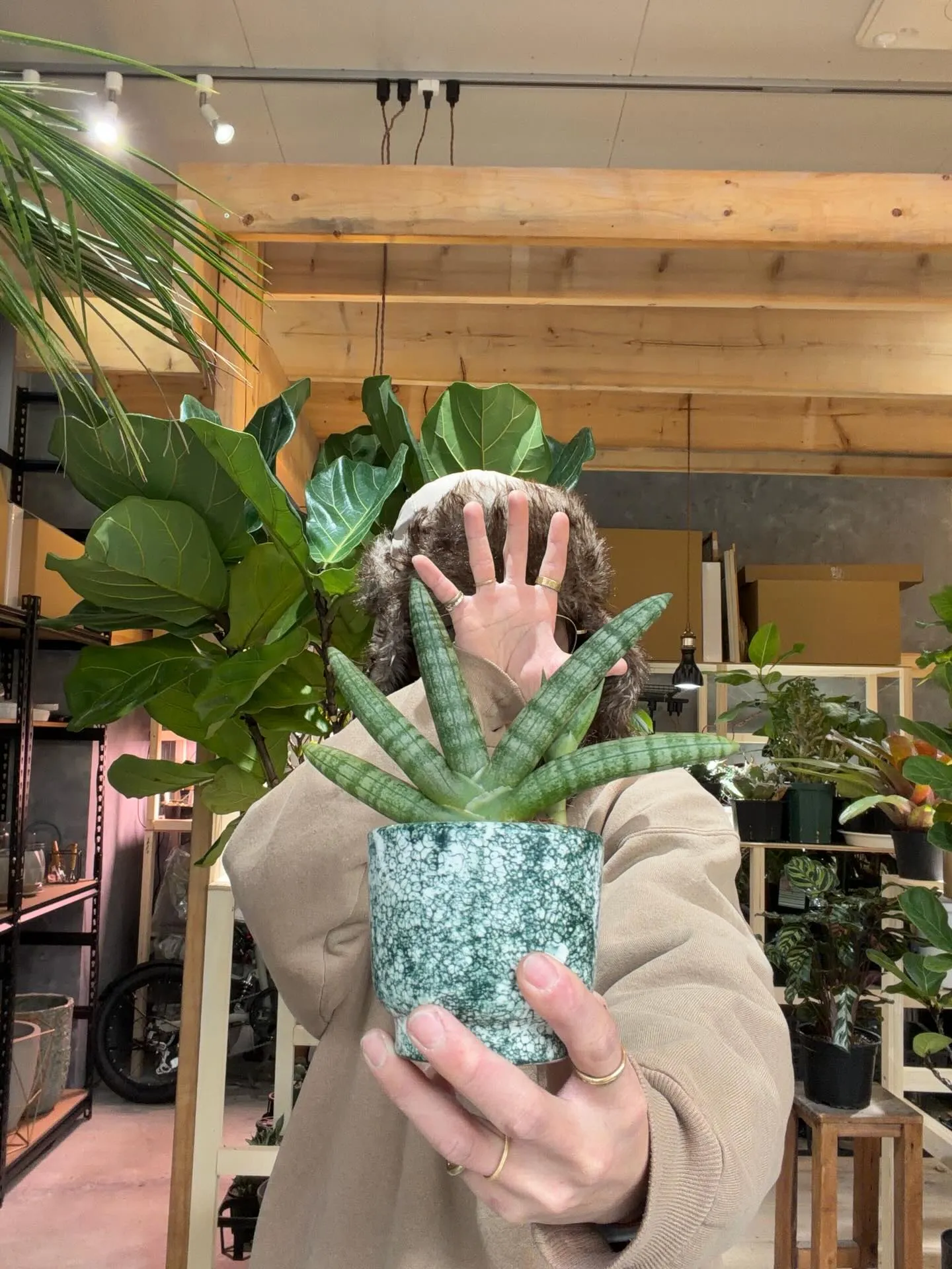手🖐️みたいな植物
