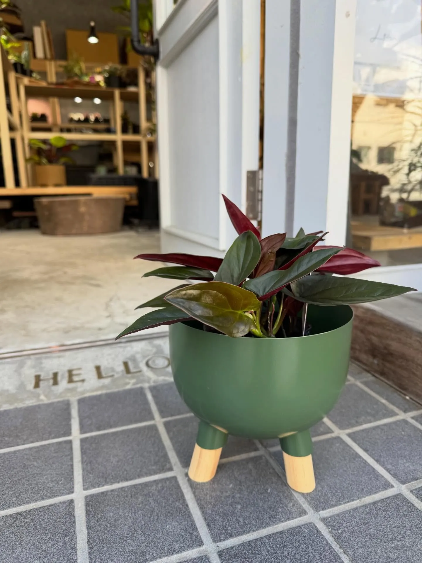 新入荷の鉢カバーと植物のご紹介です🌿