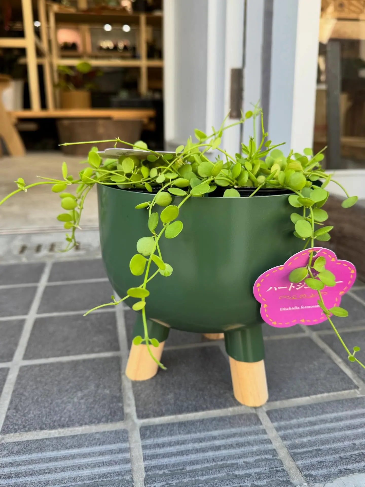 新入荷の鉢カバーと植物のご紹介です🌿