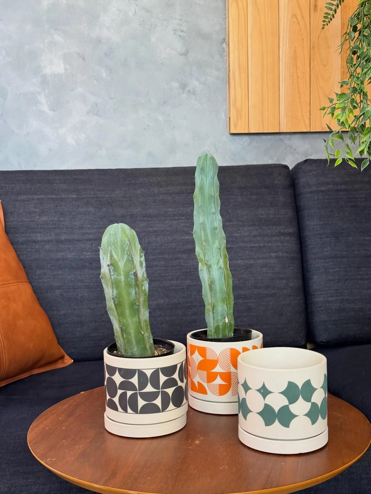 4月新入荷植物のご紹介🪴