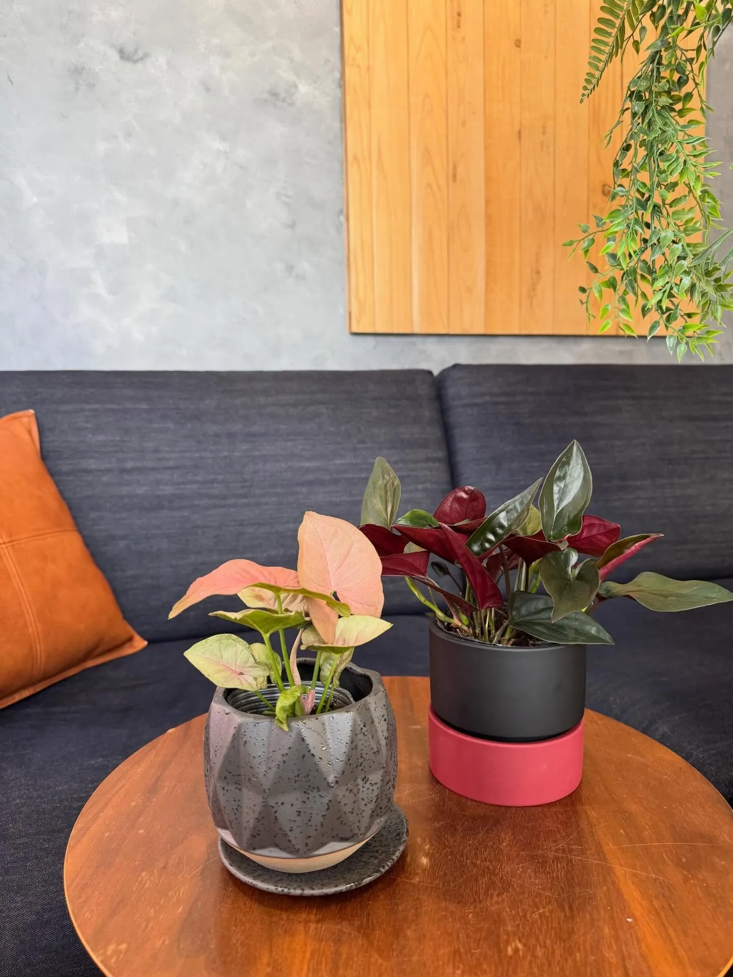 4月新入荷植物のご紹介🪴