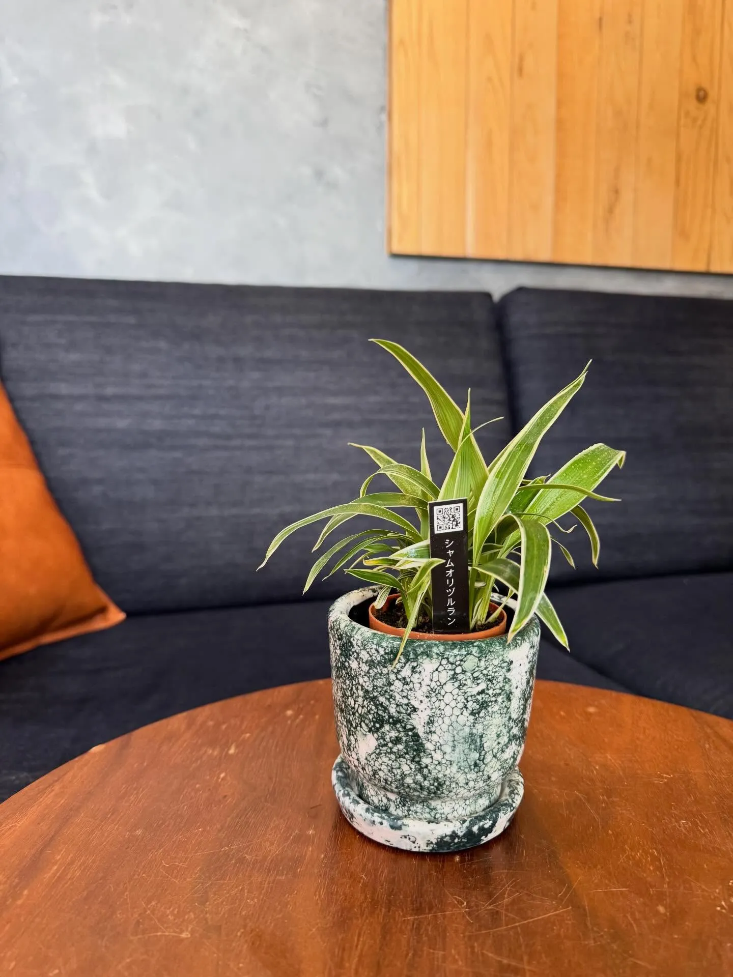 4月新入荷植物のご紹介🪴