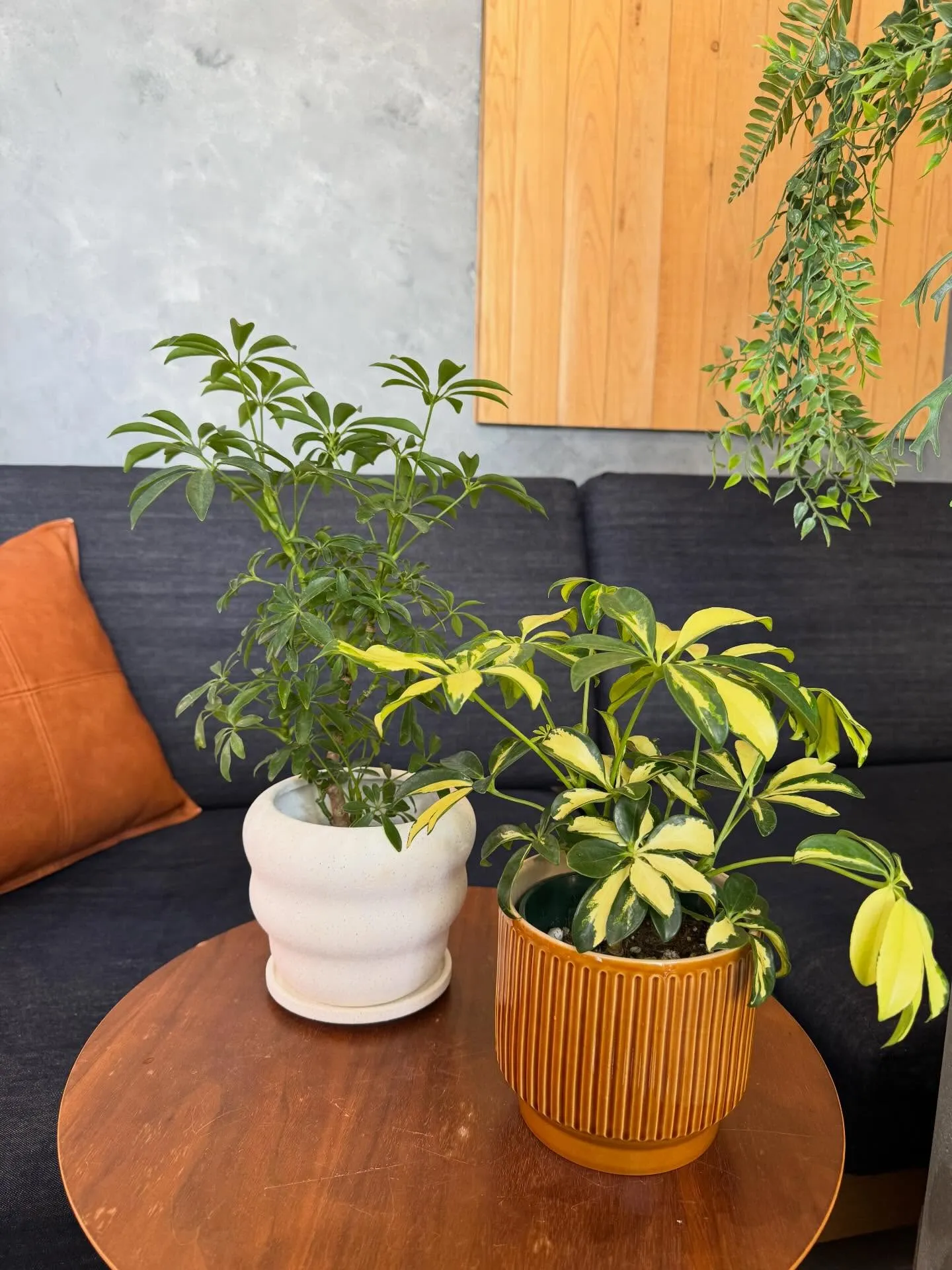 4月新入荷植物のご紹介🪴