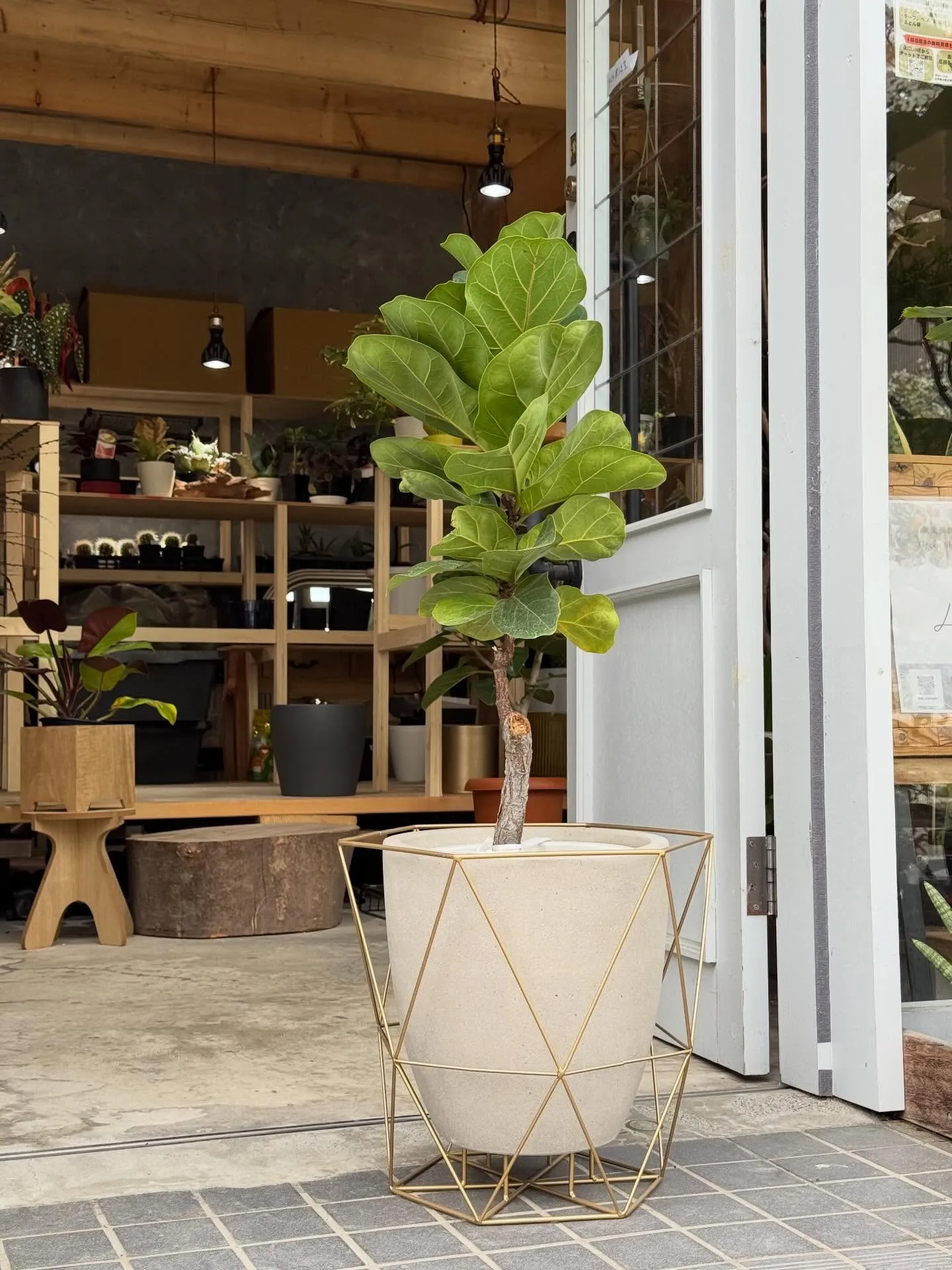 4月新入荷植物のご紹介🪴