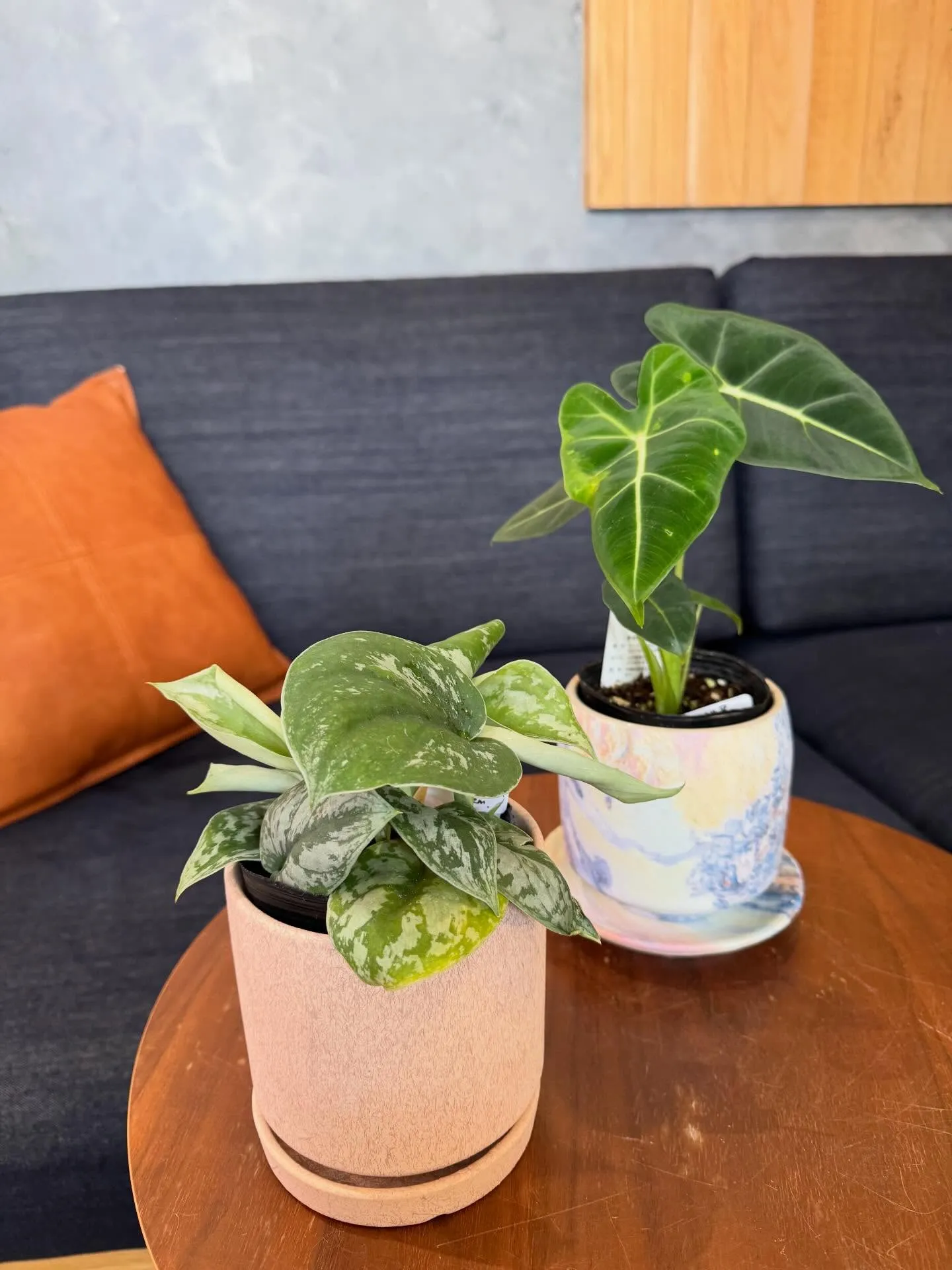 4月新入荷植物のご紹介🪴