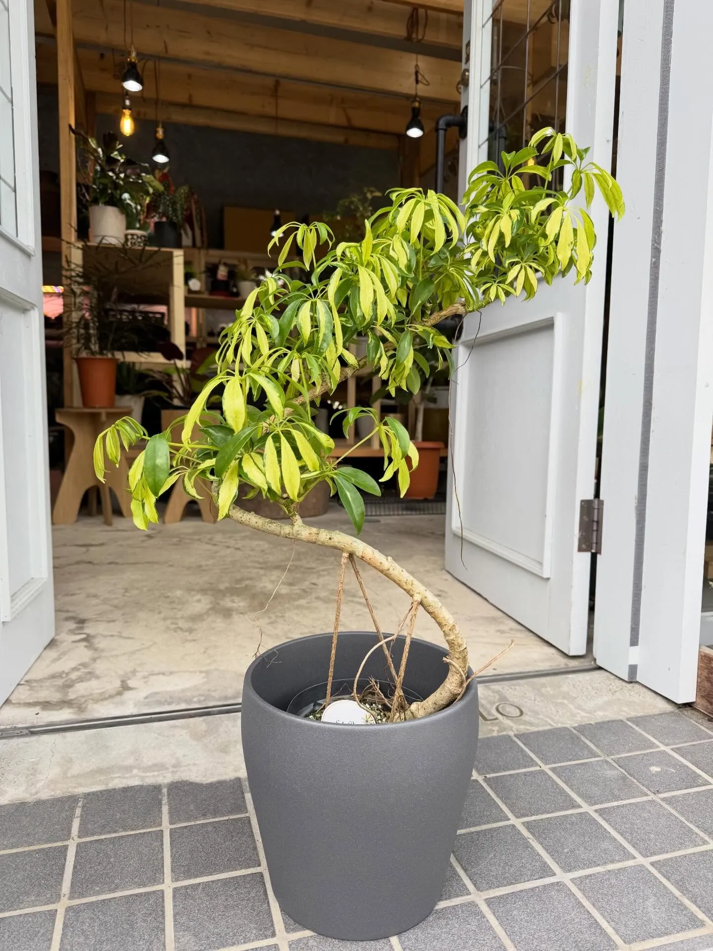 4月新入荷植物のご紹介🪴