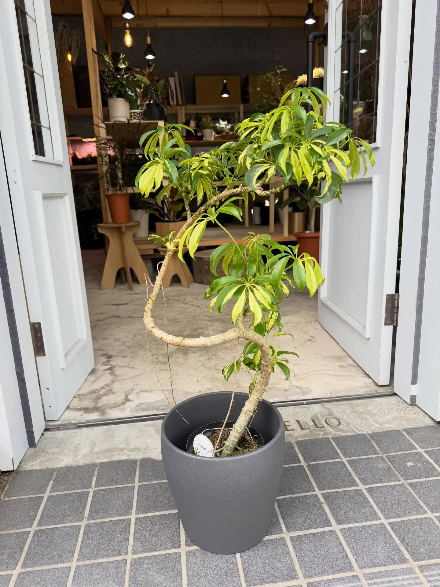 4月新入荷植物のご紹介🪴