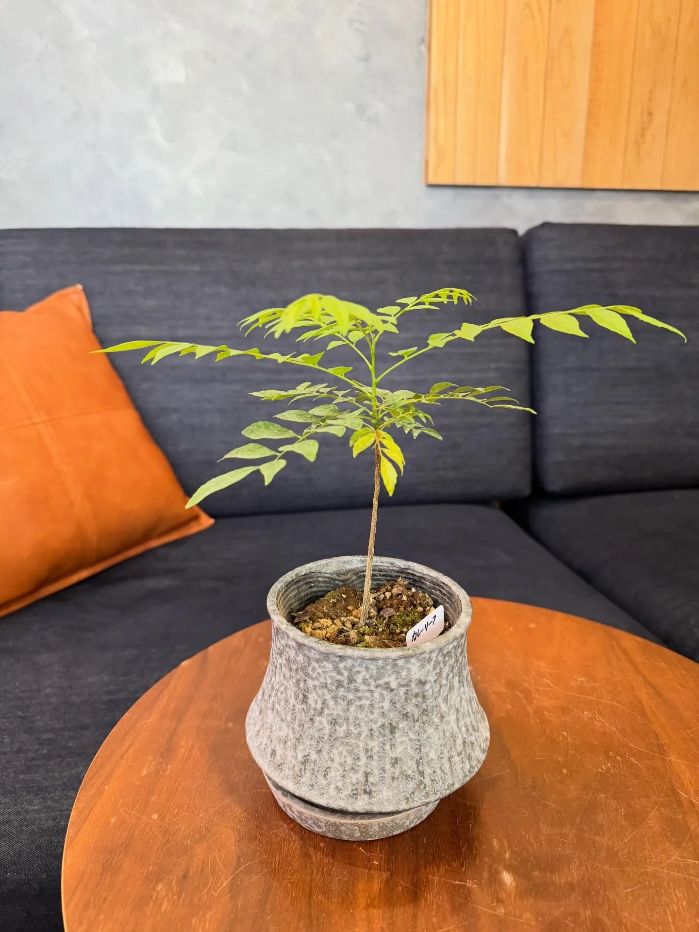 4月新入荷植物のご紹介🪴