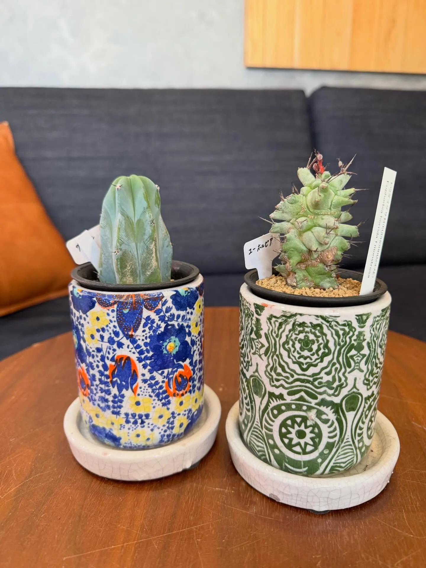 4月新入荷植物のご紹介🪴