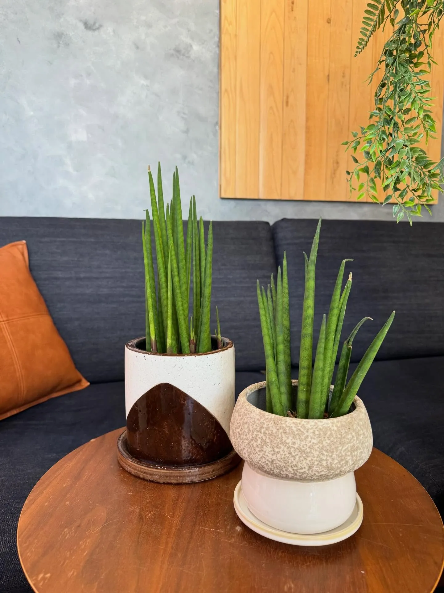 4月新入荷植物のご紹介🪴