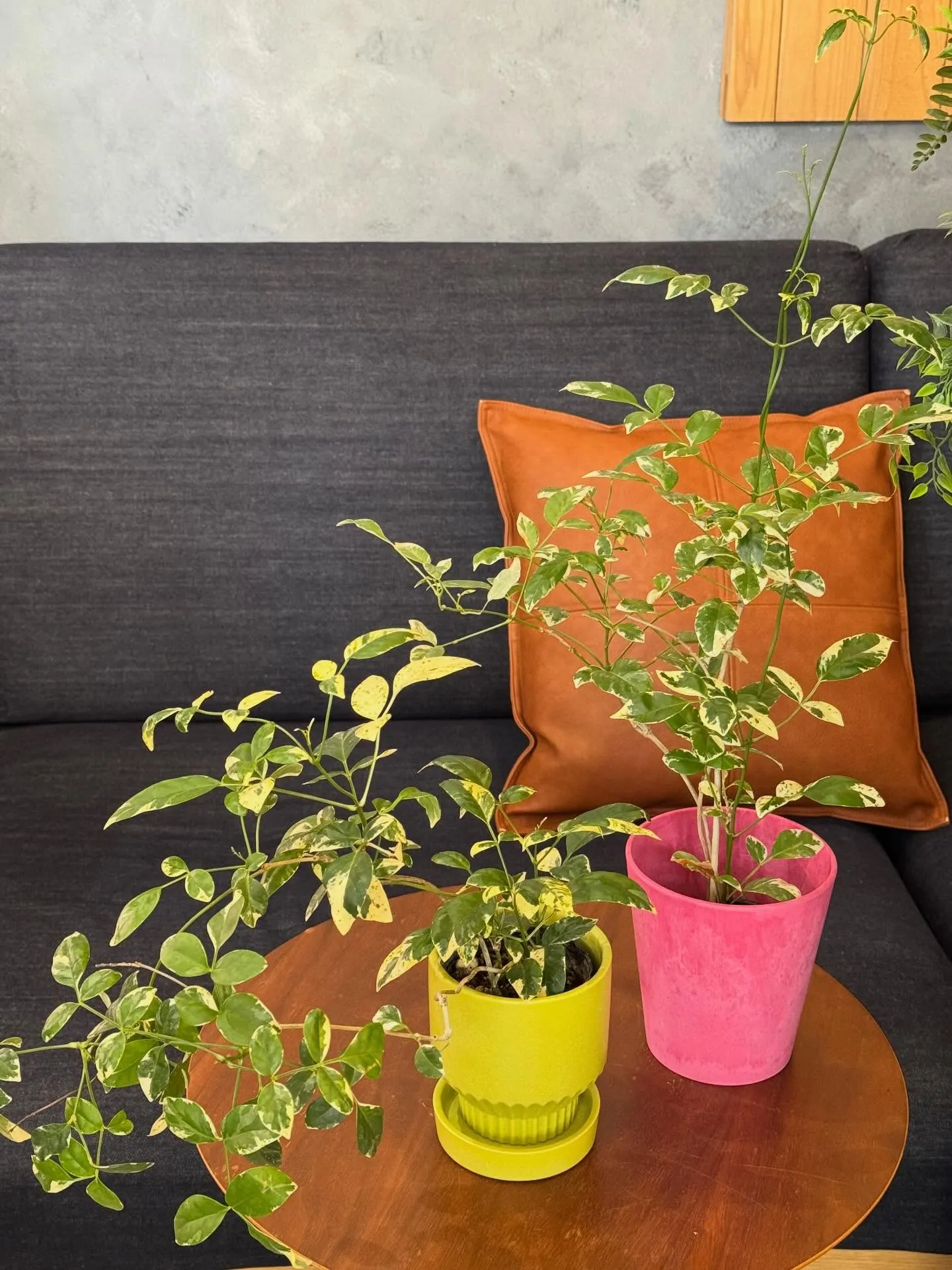 4月新入荷植物のご紹介🪴