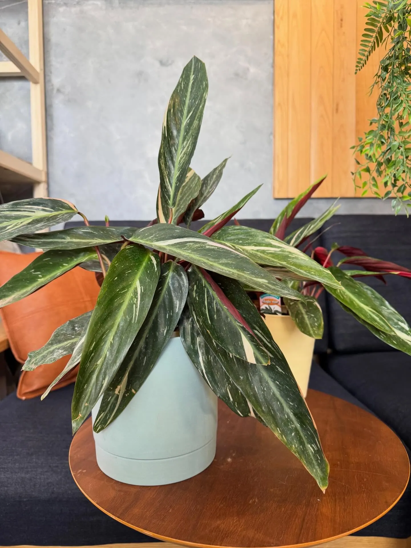 4月新入荷植物のご紹介🪴