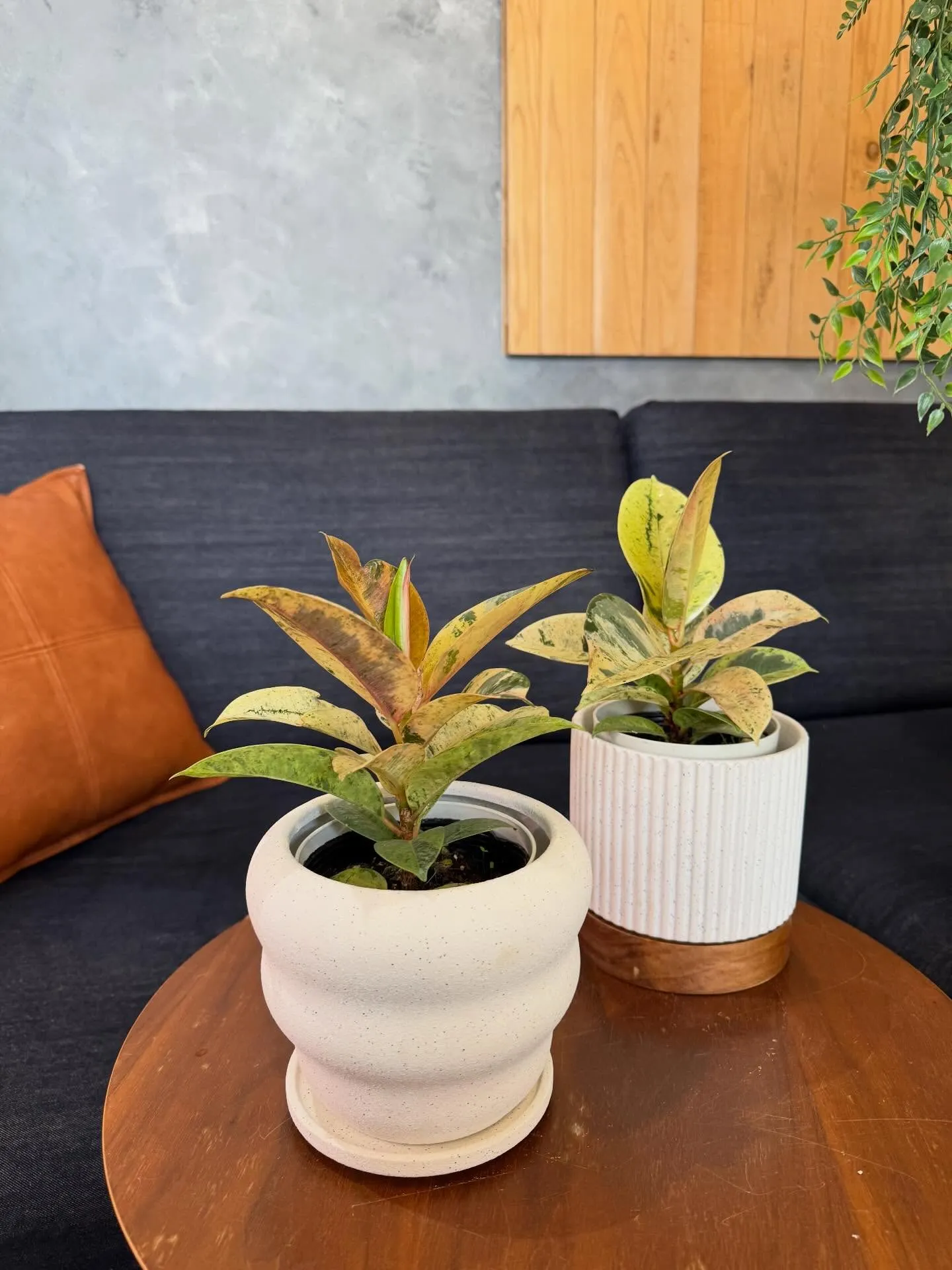 4月新入荷植物のご紹介🪴