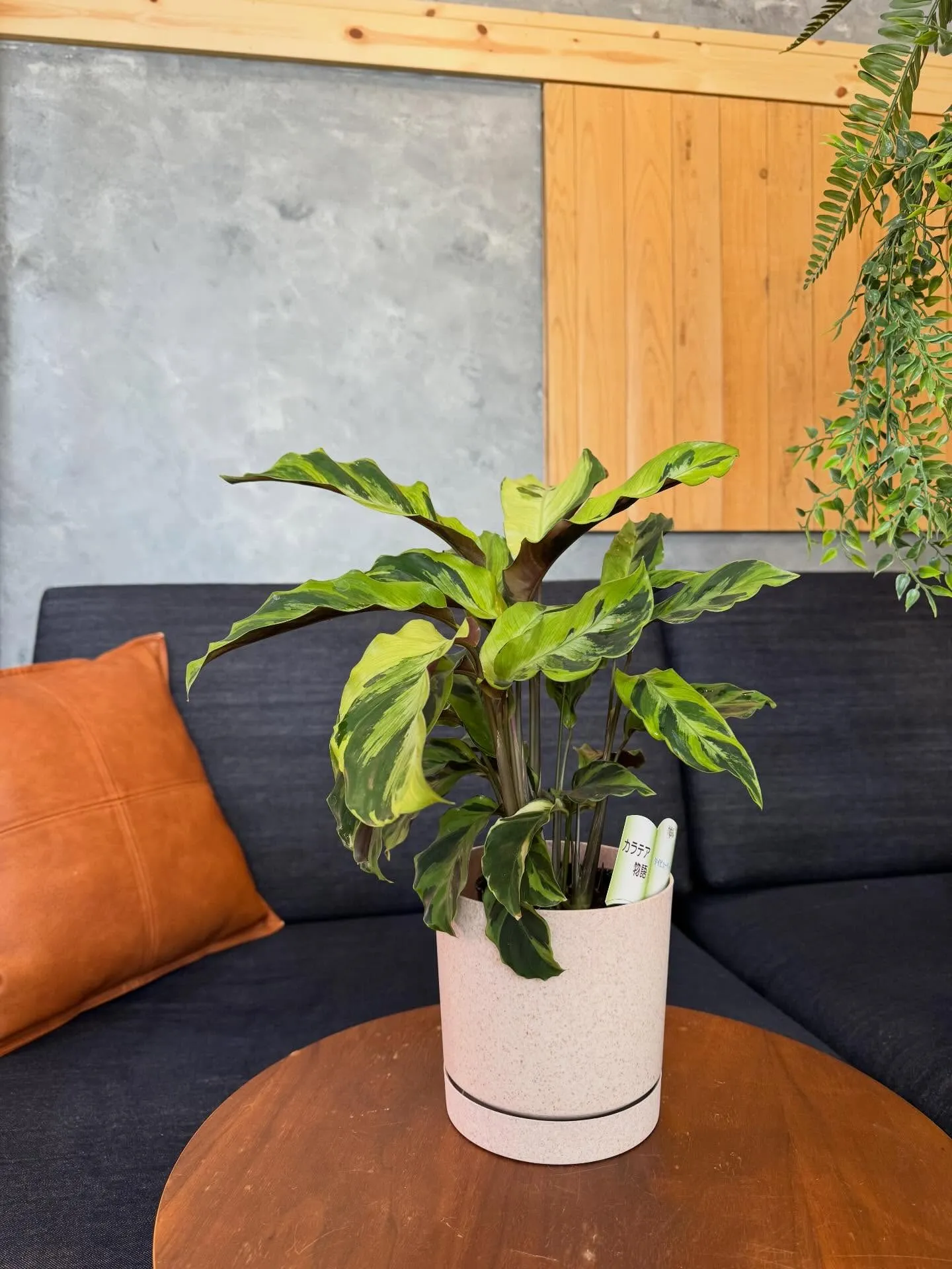 4月新入荷植物のご紹介🪴