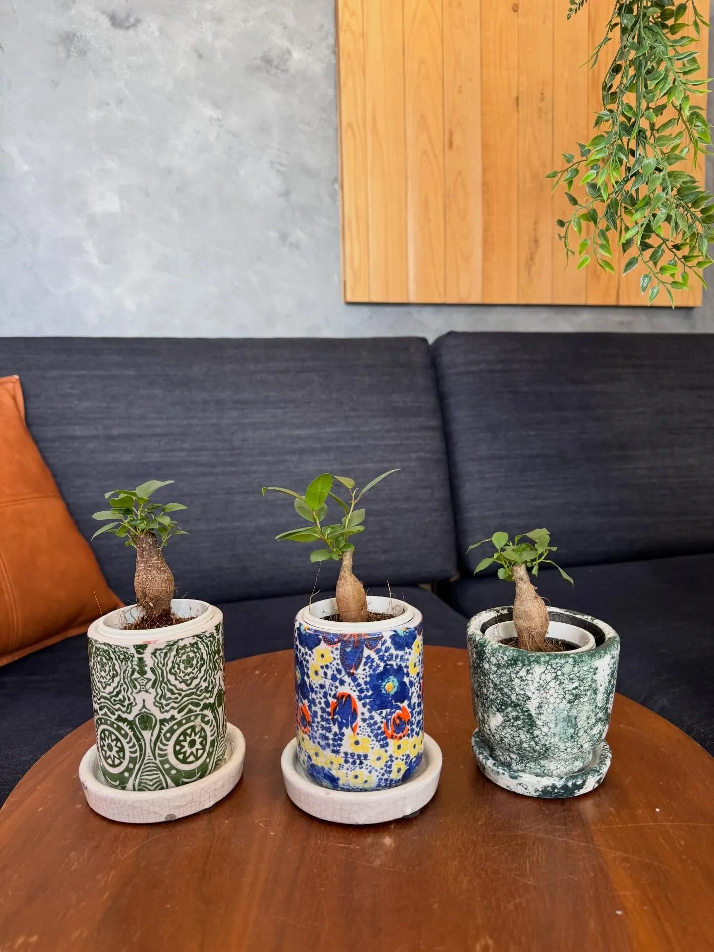 4月新入荷植物のご紹介🪴