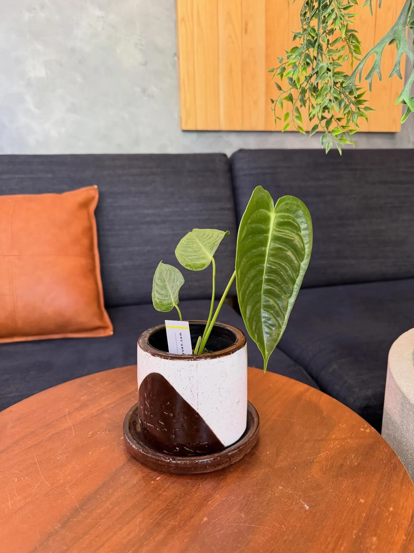 5月に入荷したものを一部ご紹介します🌿
