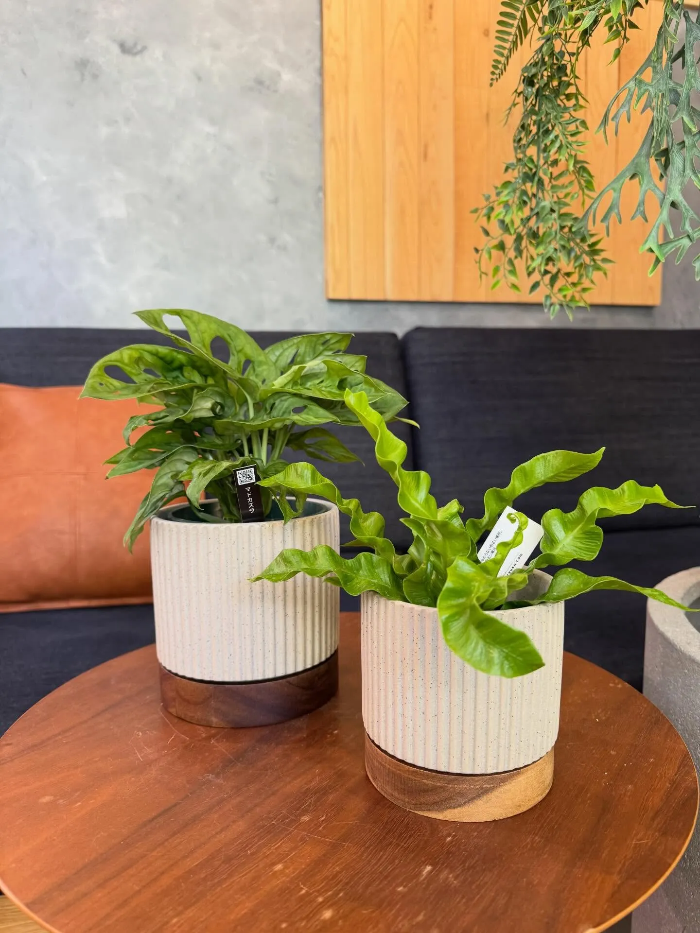 5月に入荷したものを一部ご紹介します🌿