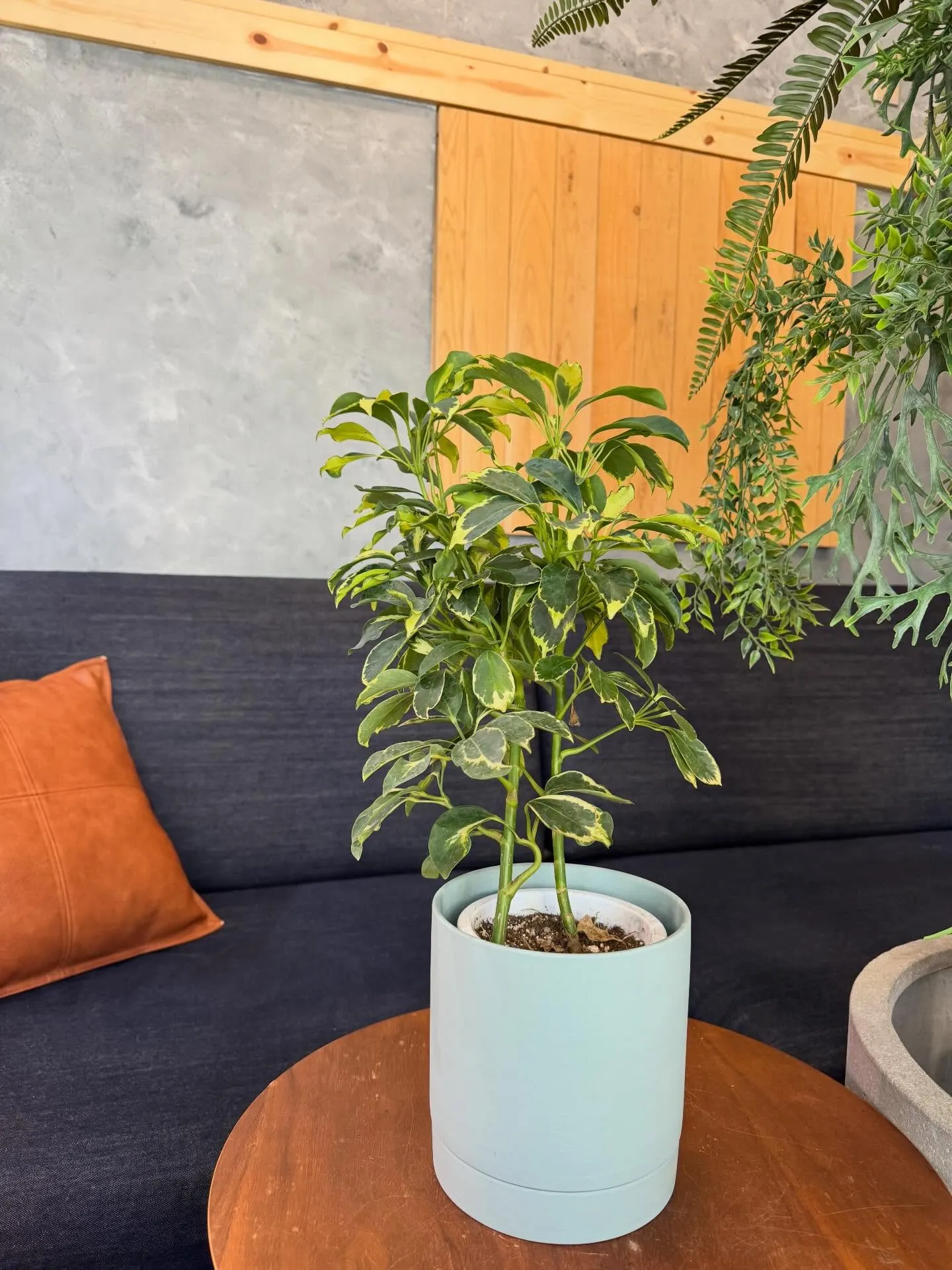5月に入荷したものを一部ご紹介します🌿