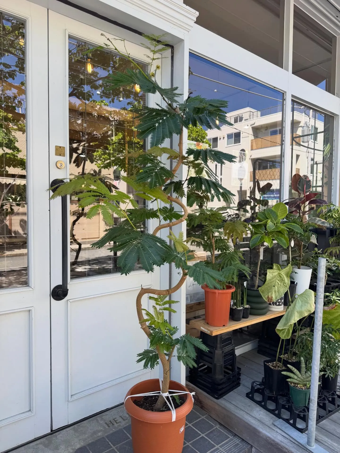 5月に入荷したものを一部ご紹介します🌿