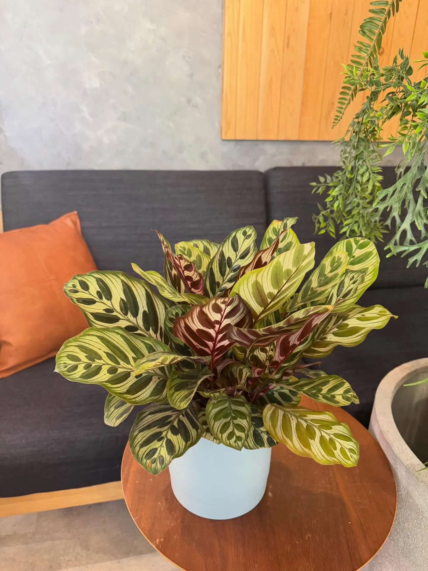 5月に入荷したものを一部ご紹介します🌿