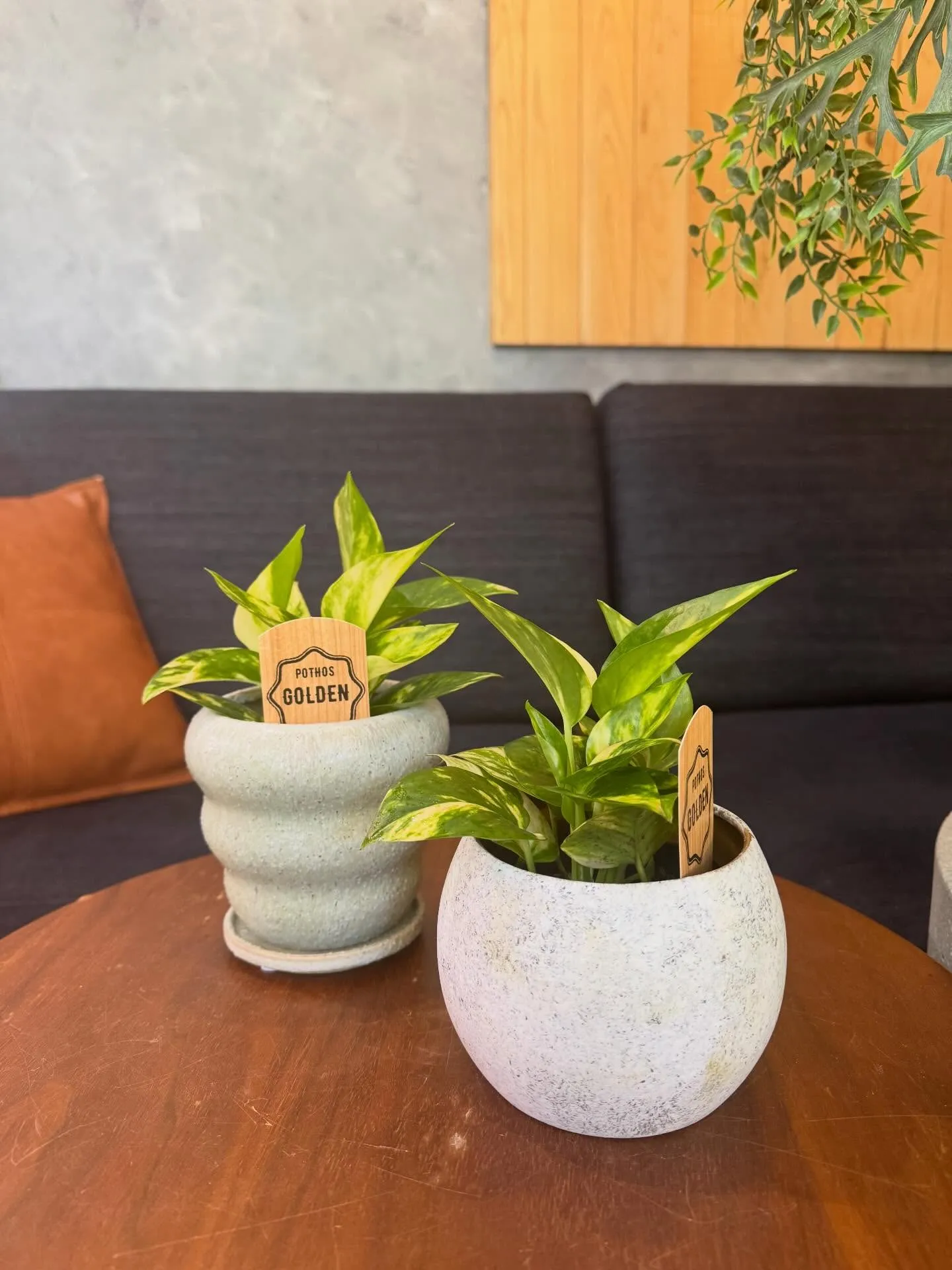 5月に入荷したものを一部ご紹介します🌿