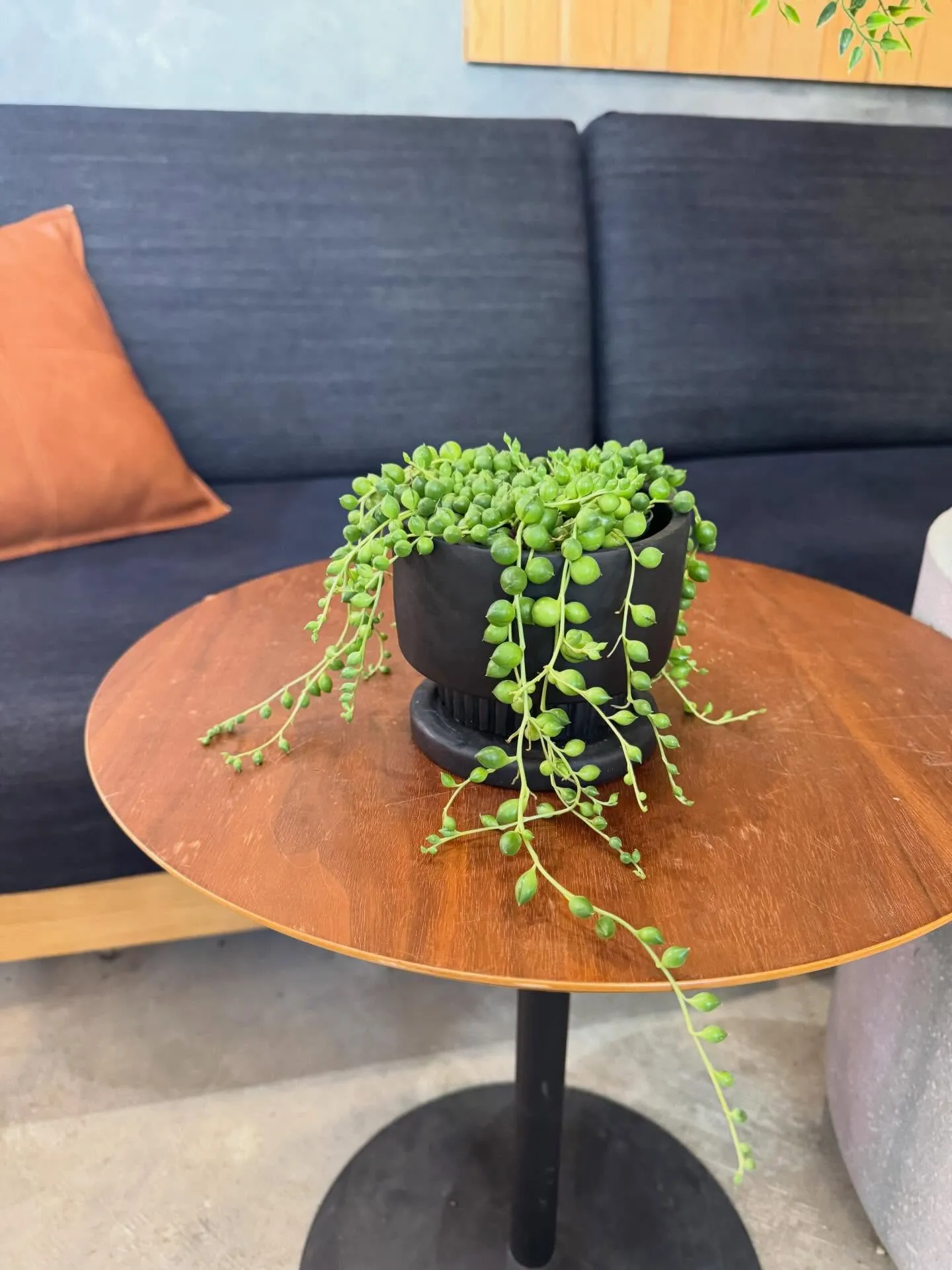 5月に入荷したものを一部ご紹介します🌿