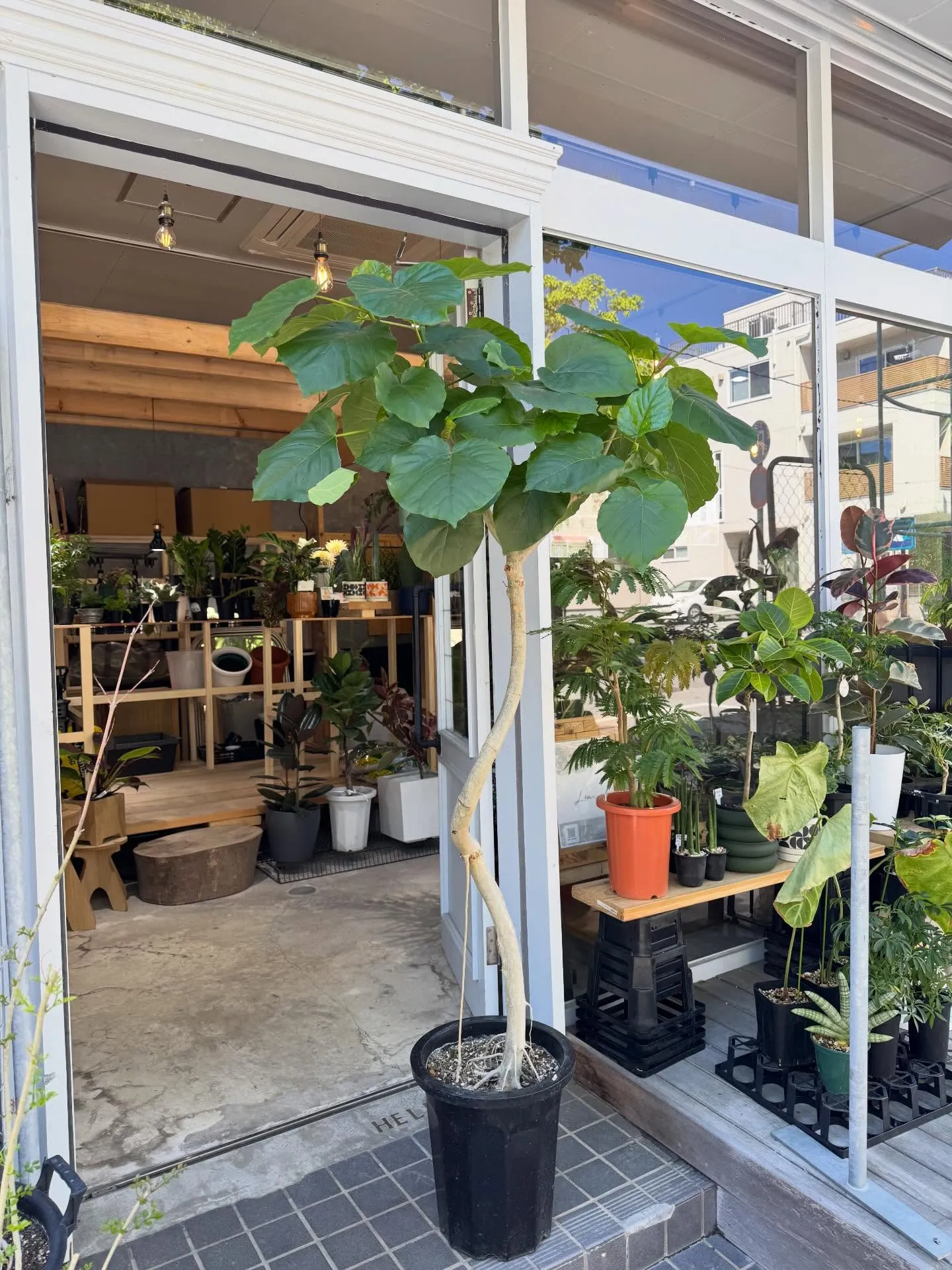 5月に入荷したものを一部ご紹介します🌿