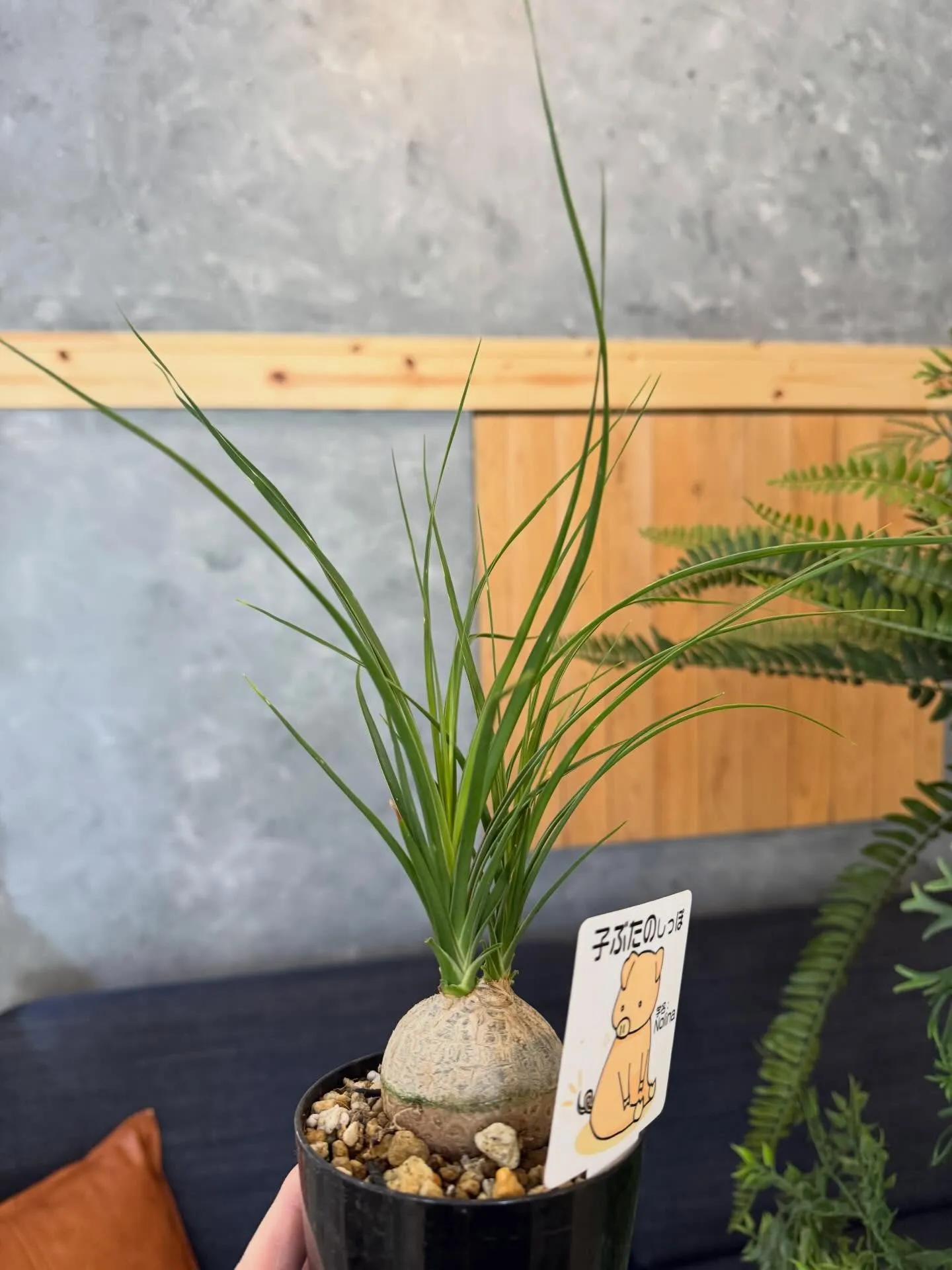 5月に入荷したものを一部ご紹介します🌿