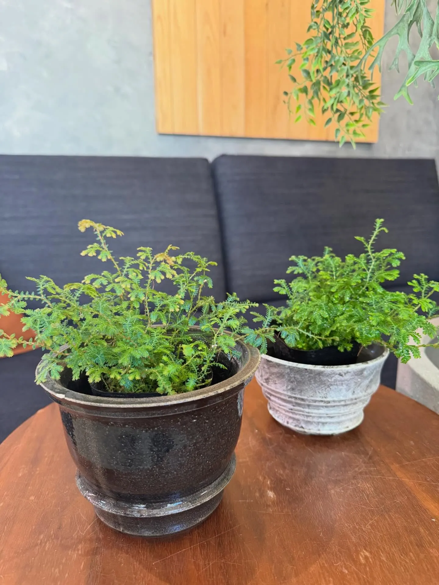 5月に入荷したものを一部ご紹介します🌿