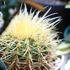 ドライガーデン