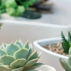 ドライガーデン