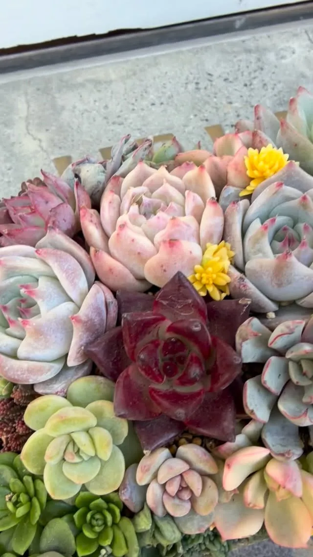 素敵な贈り物をありがとうございます🌺