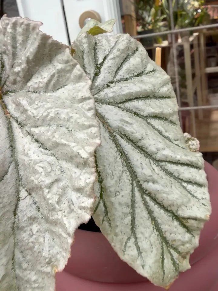 オススメ植物🪴ベゴニア🪴